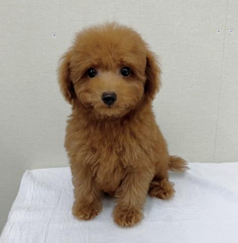 富山県のトイプードル(トイ) (ペットアミ宮野店/2026年10月24日生まれ/男の子/レッド)の子犬の1枚目の画像