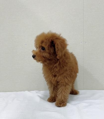 富山県のトイプードル(トイ) (ペットアミ宮野店/2026年10月24日生まれ/男の子/レッド)の子犬の3枚目の画像