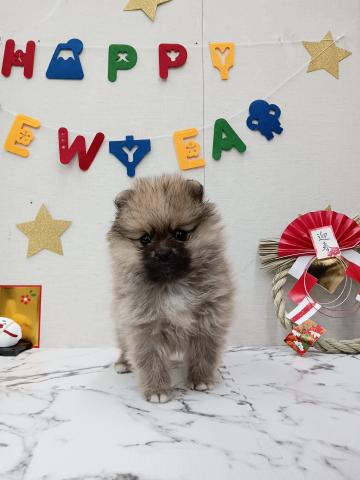 秋田県のポメラニアン (ペットアミ 能代東インター店/2025年11月15日生まれ/男の子/オレンジセーブル)の子犬の2枚目の画像