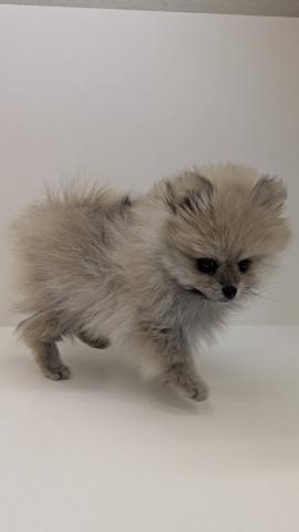 ポメラニアン