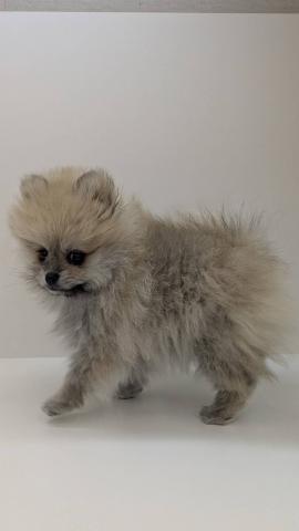 ポメラニアン