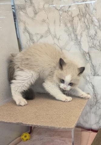 埼玉県のラグドール (NICO PET 三郷店/2025年10月29日生まれ/男の子/シールポイントバイカラー)の子猫の3枚目の画像