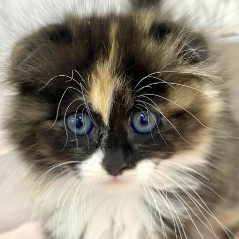 埼玉県のスコティッシュフォールド (NICO PET 三郷店/2025年11月2日生まれ/女の子/キャリコ)の子猫の1枚目の画像