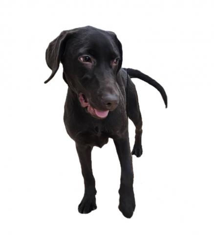 ラブラドールレトリーバー