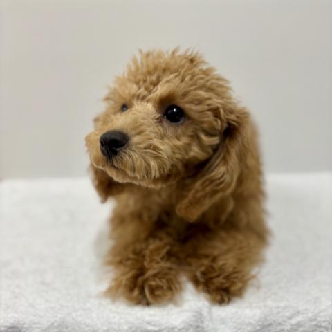 新潟県のトイプードル(トイ) (ペットアミ 加茂店/2025年7月26日生まれ/男の子/レッド)の子犬の2枚目の画像