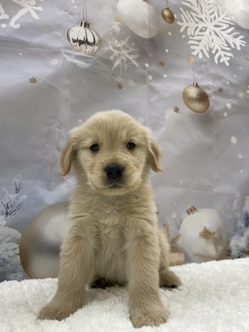 ゴールデンレトリーバー