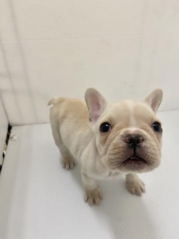 フレンチブルドッグ