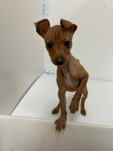 新潟県のミニチュアピンシャー (ペットアミ 長岡店/2025年11月1日生まれ/女の子/レッド)の子犬の1枚目の画像