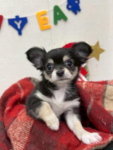 チワワ(ロングコート)