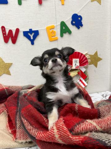 チワワ（ロングコート）