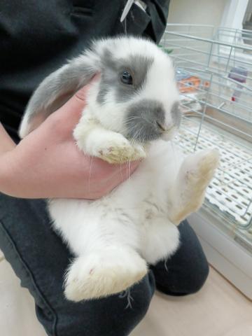 ホーランドロップ