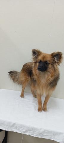 MIXポメラニアン✕パピヨン