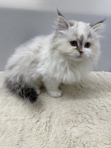 新潟県のネヴァマスカレード (ペットアミ 新潟西店/2025年11月8日生まれ/女の子/ブルートーティリンクスポイント&ホワイト)の子猫の1枚目の画像