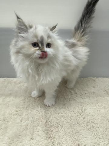 新潟県のネヴァマスカレード (ペットアミ 新潟西店/2025年11月8日生まれ/女の子/ブルートーティリンクスポイント&ホワイト)の子猫の2枚目の画像