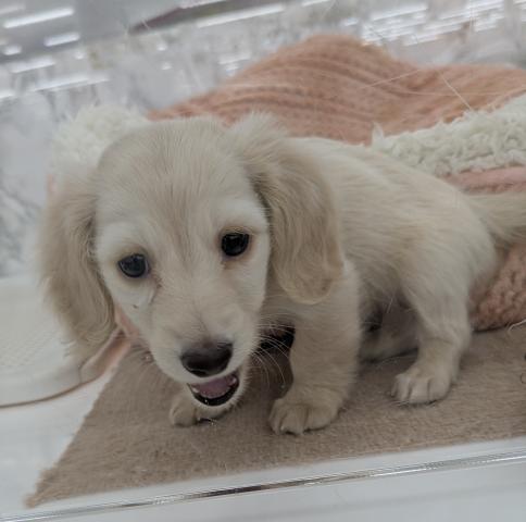 埼玉県のミニチュアダックスフンド(ロング) (NICO PET 三郷店/2025年11月1日生まれ/女の子/イエロー)の子犬の2枚目の画像