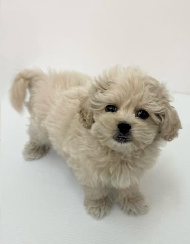 新潟県のハーフ犬・ミックス犬 (ペットアミ 新発田店/2025年9月27日生まれ/男の子/クリーム)の子犬の1枚目の画像