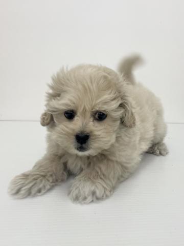 新潟県のハーフ犬・ミックス犬 (ペットアミ 新発田店/2025年9月27日生まれ/男の子/クリーム)の子犬の2枚目の画像