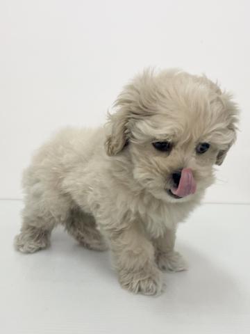 新潟県のハーフ犬・ミックス犬 (ペットアミ 新発田店/2025年9月27日生まれ/男の子/クリーム)の子犬の4枚目の画像