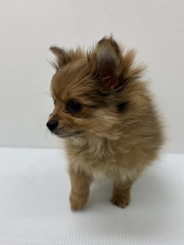 新潟県のハーフ犬・ミックス犬 (ペットアミ 新発田店/2025年9月29日生まれ/女の子/その他色)の子犬の3枚目の画像