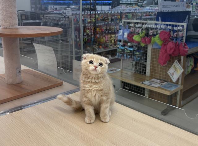 スコティッシュフォールド