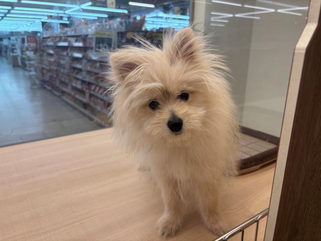 埼玉県のハーフ犬・ミックス犬 (ペッツワン 草加松原団地店/2025年8月31日生まれ/男の子/オレンジ)の子犬