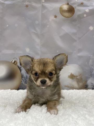 チワワ(ロングコート)