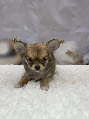 チワワ（ロングコート）