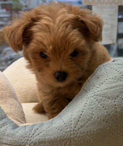 新潟県のチワプー/プーチー(チワワ×プードル) (ペットアミ 六日町店/2025年10月31日生まれ/男の子/レッド)の子犬の2枚目の画像