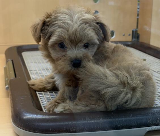 新潟県のチワプー/プーチー(チワワ×プードル) (ペットアミ 六日町店/2025年10月31日生まれ/男の子/レッド)の子犬の4枚目の画像