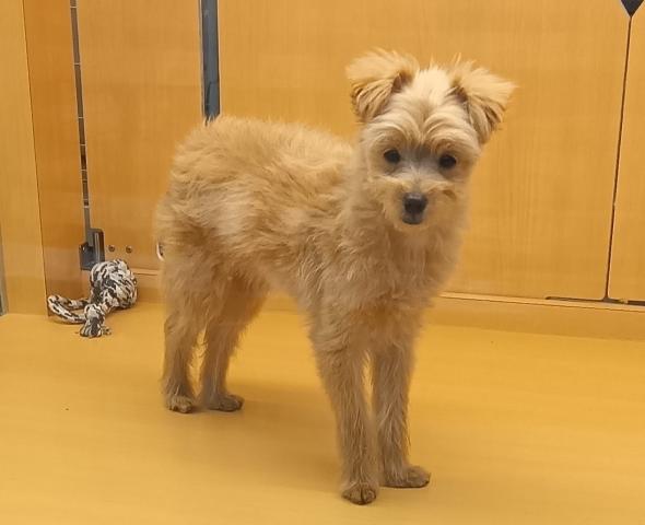 新潟県のポメプー(ポメラニアン×プードル) (ペットアミ 六日町店/2025年7月23日生まれ/男の子/アプリコット)の子犬