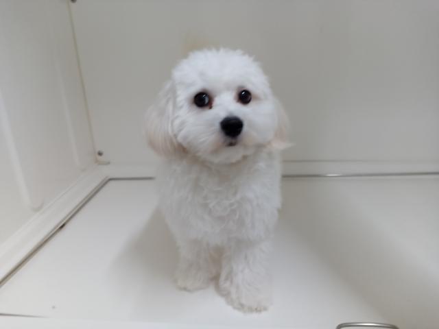 新潟県のハーフ犬・ミックス犬 (ペットアミ 三条四日町店/2025年6月13日生まれ/男の子/クリーム)の子犬の1枚目の画像