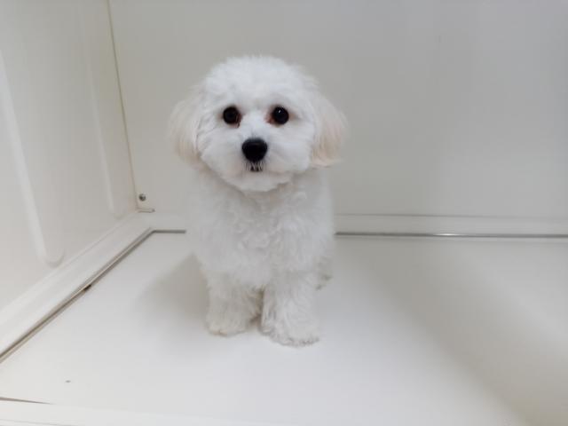 新潟県のハーフ犬・ミックス犬 (ペットアミ 三条四日町店/2025年6月13日生まれ/男の子/クリーム)の子犬の2枚目の画像