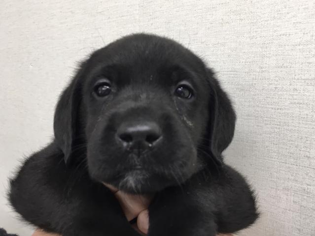 ラブラドールレトリーバー子犬