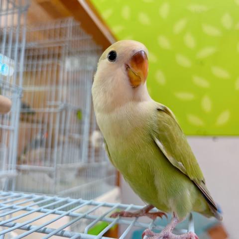コザクラインコ