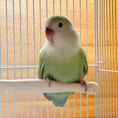 コザクラインコ