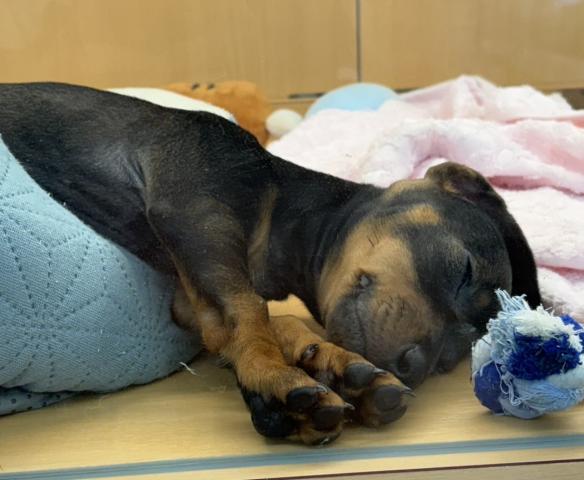 新潟県のスタンダードダックスフンド(ロング) (ペットアミ 六日町店/2025年11月9日生まれ/女の子/レッド)の子犬の2枚目の画像