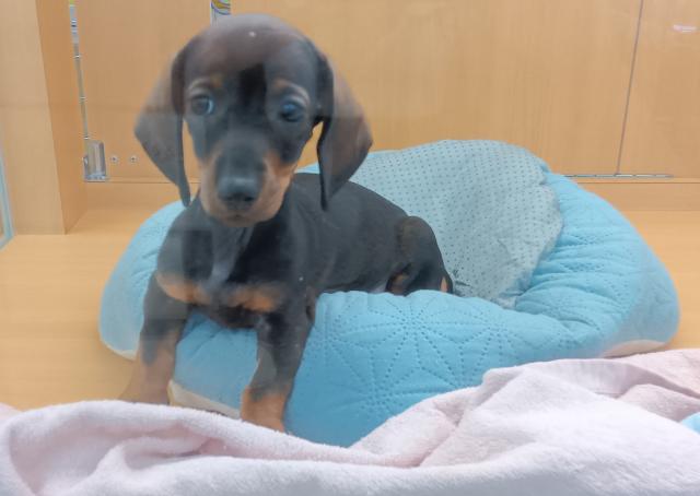 新潟県のスタンダードダックスフンド(ロング) (ペットアミ 六日町店/2025年11月9日生まれ/女の子/レッド)の子犬の3枚目の画像