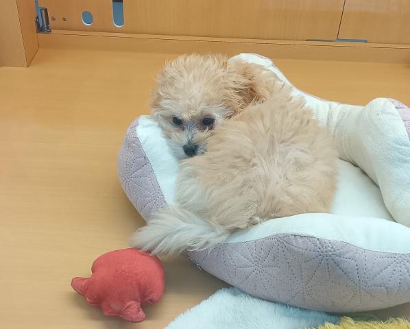 新潟県のマルプー(マルチーズ×プードル) (ペットアミ 六日町店/2025年10月31日生まれ/女の子/クリーム)の子犬の3枚目の画像