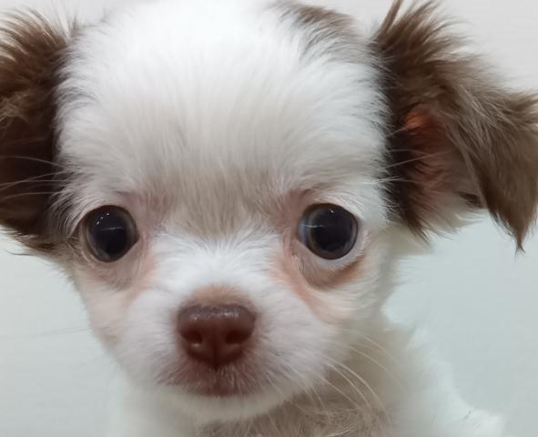 新潟県のチワワ(ロング) (ペットアミ 六日町店/2025年10月25日生まれ/女の子/チョコレートクリームホワイト)の子犬