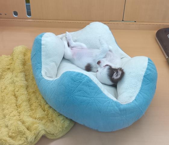 新潟県のチワワ(ロング) (ペットアミ 六日町店/2025年10月25日生まれ/女の子/チョコレートクリームホワイト)の子犬の2枚目の画像