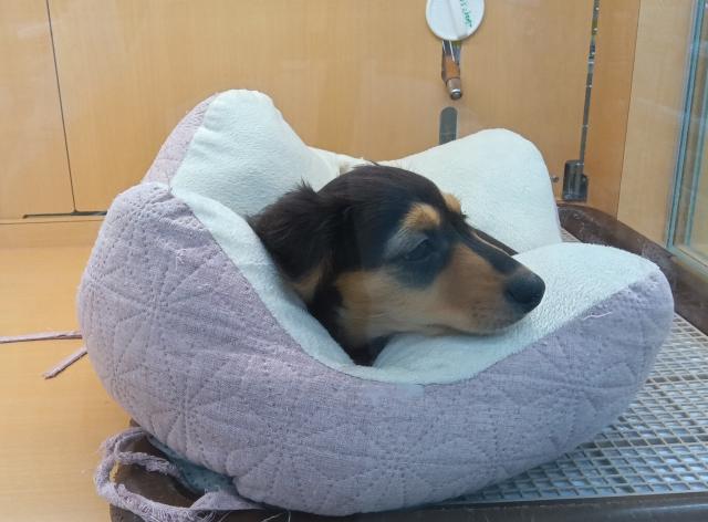 新潟県のミニチュアダックスフンド(ロング) (ペットアミ 六日町店/2025年8月26日生まれ/男の子/ブラックタン)の子犬の2枚目の画像