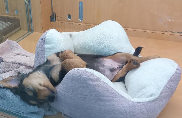 新潟県のミニチュアダックスフンド(ロング) (ペットアミ 六日町店/2025年8月26日生まれ/男の子/ブラックタン)の子犬の3枚目の画像