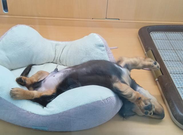 新潟県のミニチュアダックスフンド(ロング) (ペットアミ 六日町店/2025年8月26日生まれ/男の子/ブラックタン)の子犬の4枚目の画像