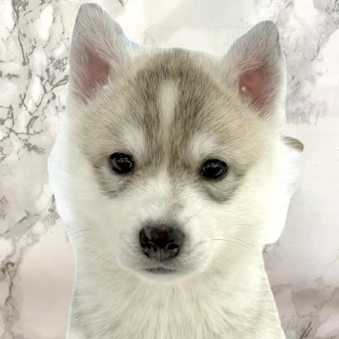 シベリアンハスキー