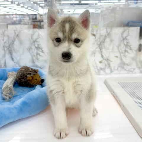 シベリアンハスキー