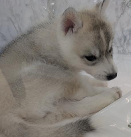 シベリアンハスキー