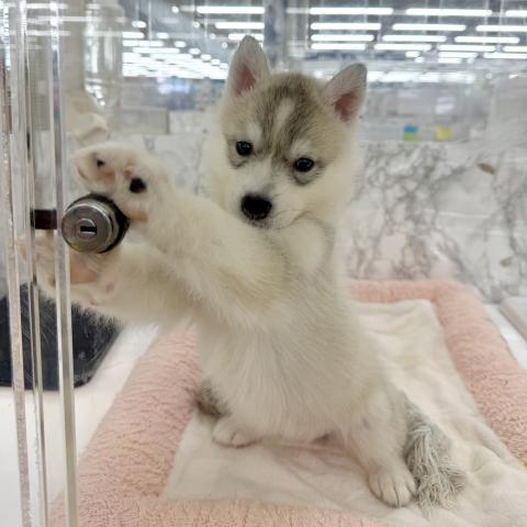 シベリアンハスキー