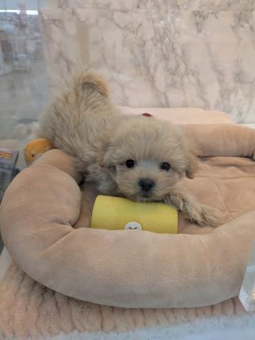 MIXポメラニアン×トイプードル