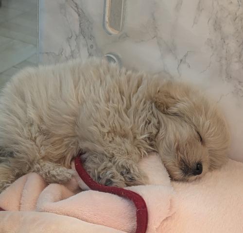 MIXポメラニアン×トイプードル