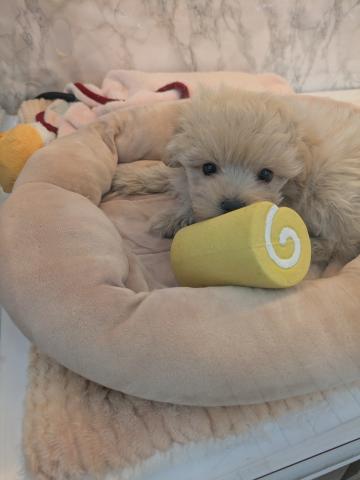 MIXポメラニアン×トイプードル